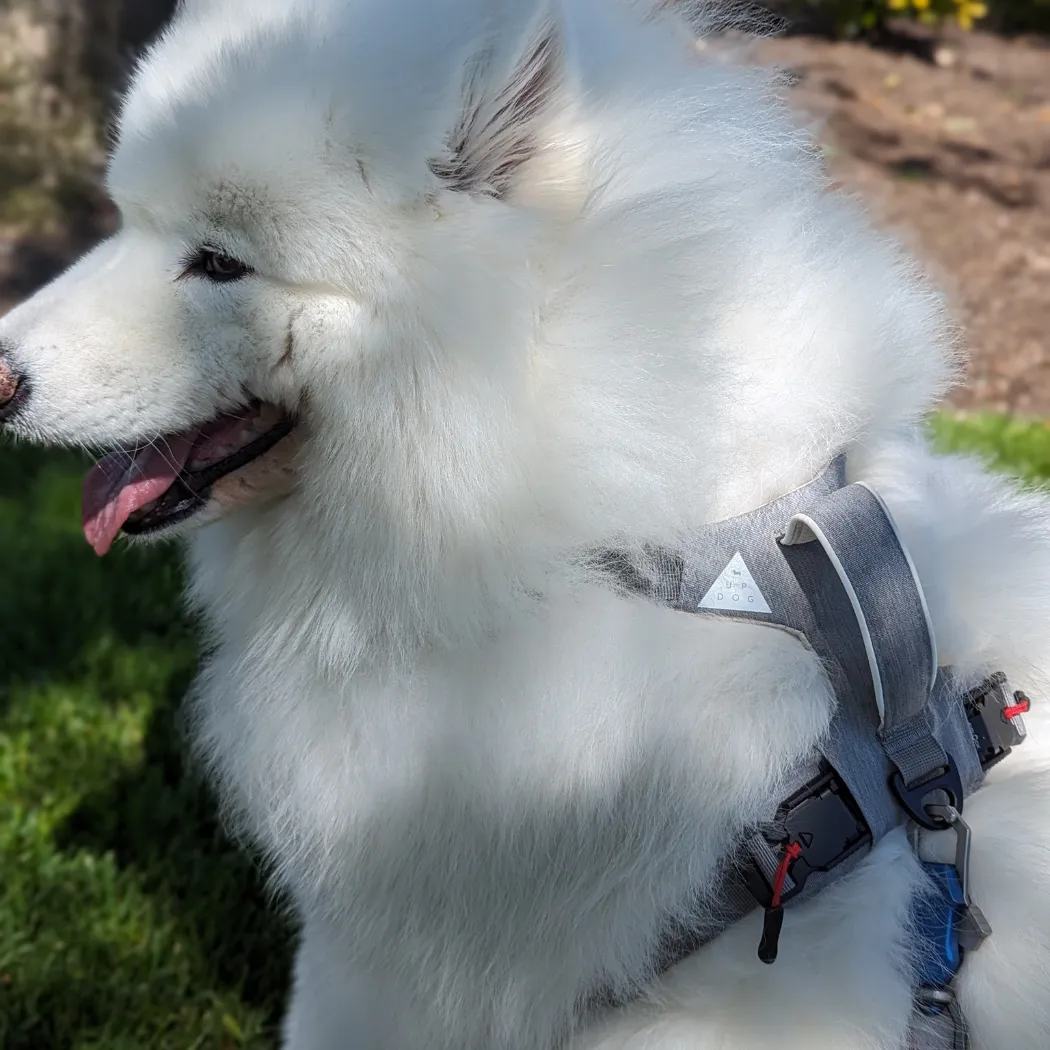 Up Dog Magnetic Harness